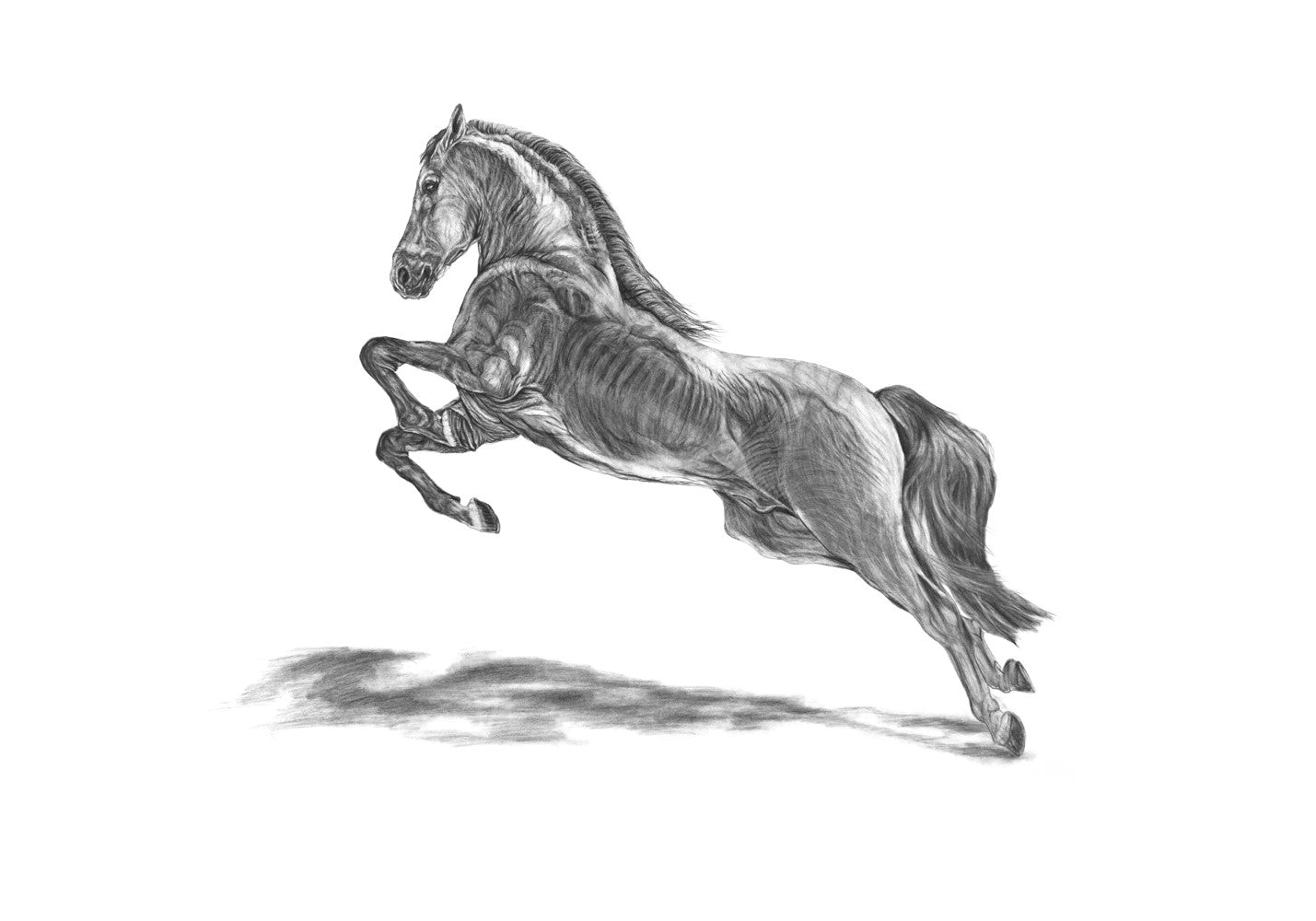 "Stallion" (Print)