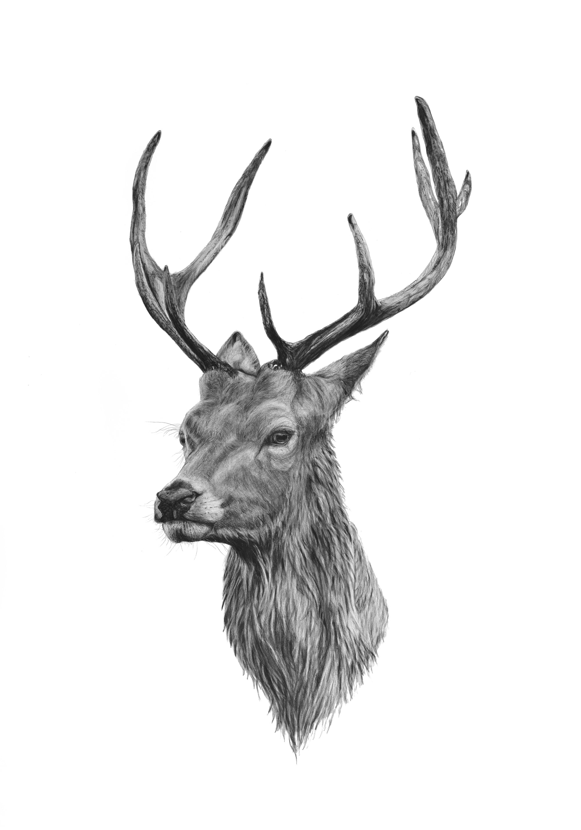 "Standing Stag" (Print)
