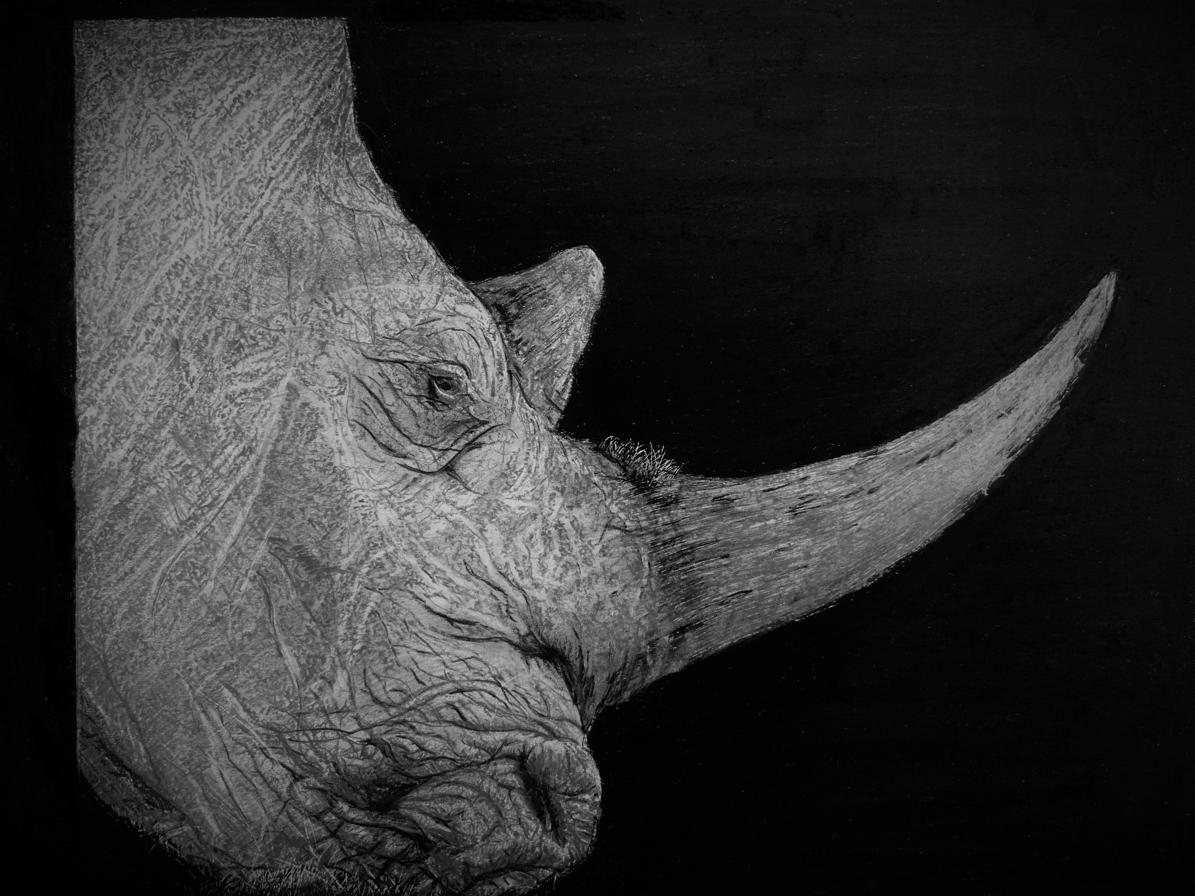 "Rhino at lunch" (Print)